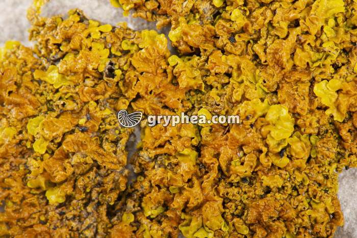 Lichen gorgé d'eau (Xanthorie pariétaire – Xanthoria parietina) - gryphea.com